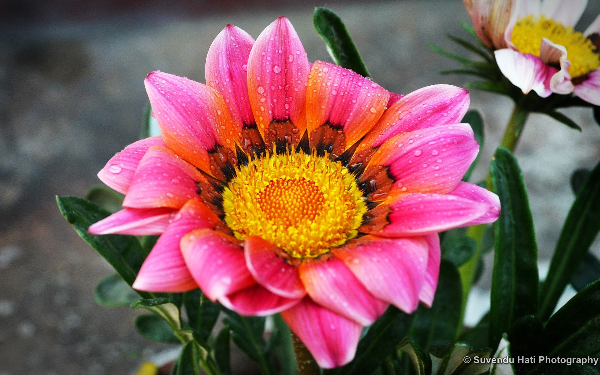 花 自然 花 植物 夏天 花园 花瓣 叶 花 盛开 明亮 颜色 季节 美丽 花束 特写 植物