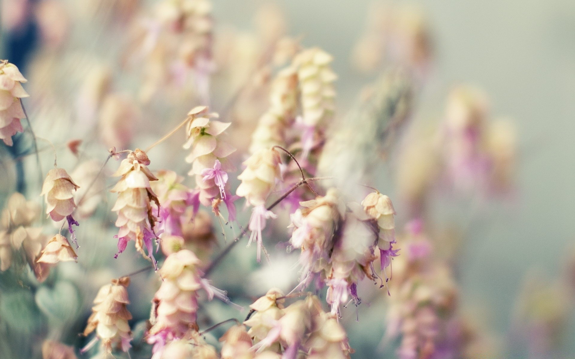 flowers nature flower flora summer garden leaf field outdoors blooming color wild close-up grass floral petal park growth fair weather bright