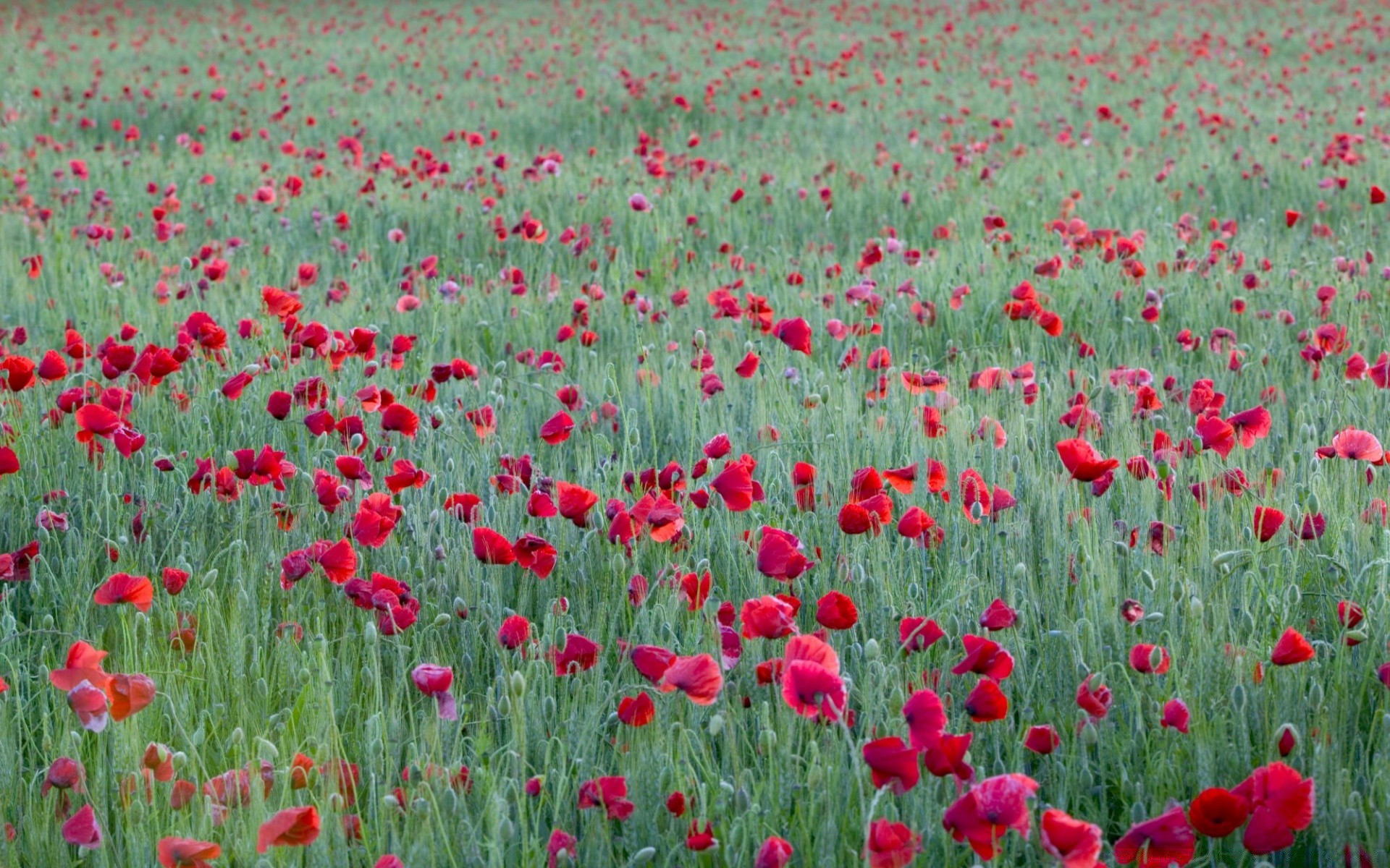 blumen feld blume poppy flora heuhaufen des ländlichen sommer natur blumen gras wachstum farbe hell blühen blütenblatt saison garten hell landwirtschaft