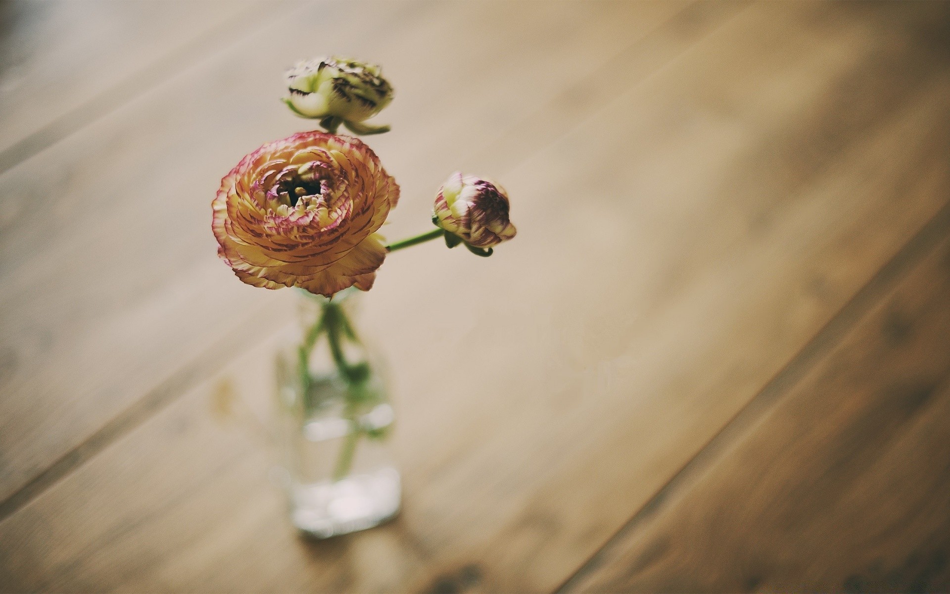 flowers blur still life flower nature wood desktop color food