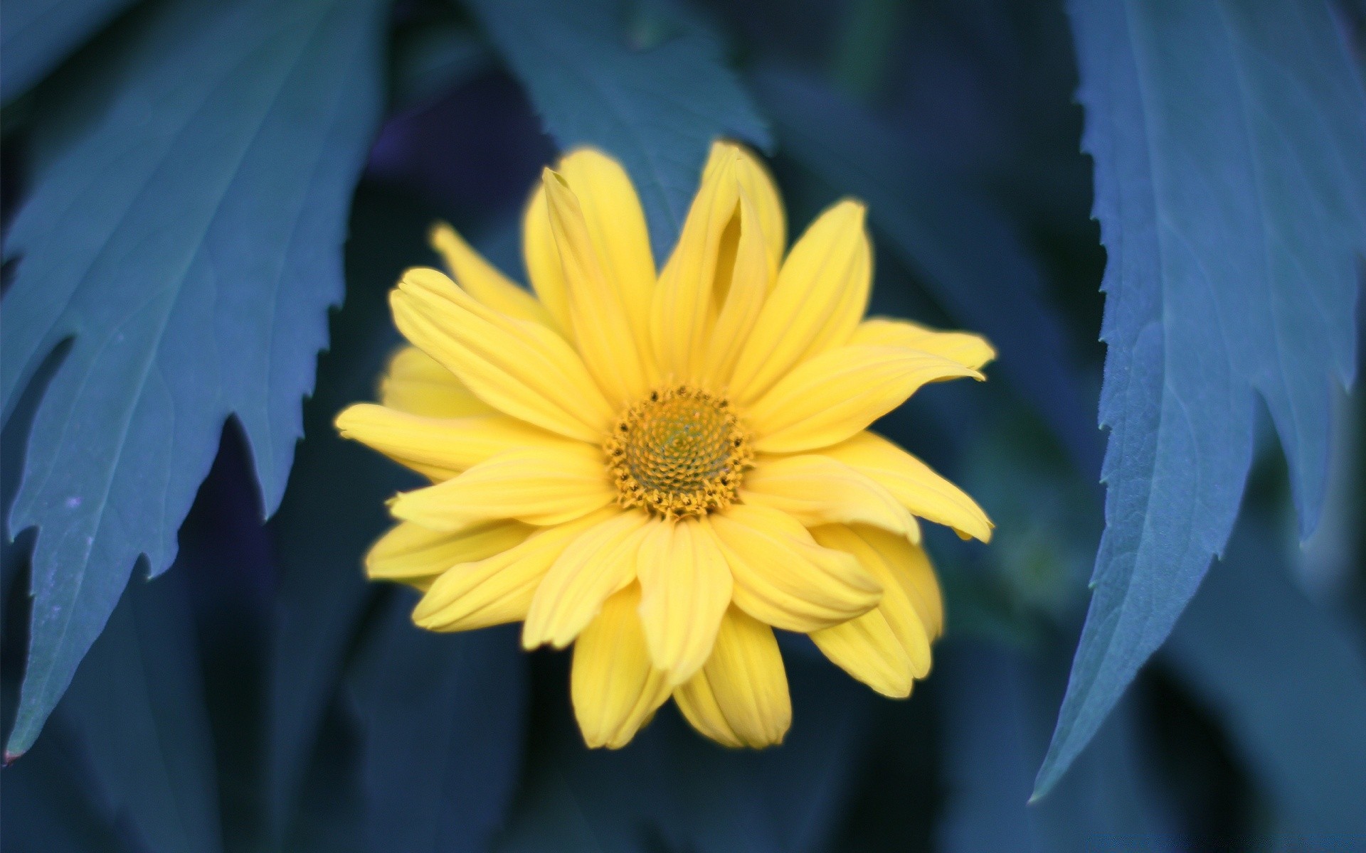 blumen natur flora sommer blatt blume wachstum garten hell im freien farbe