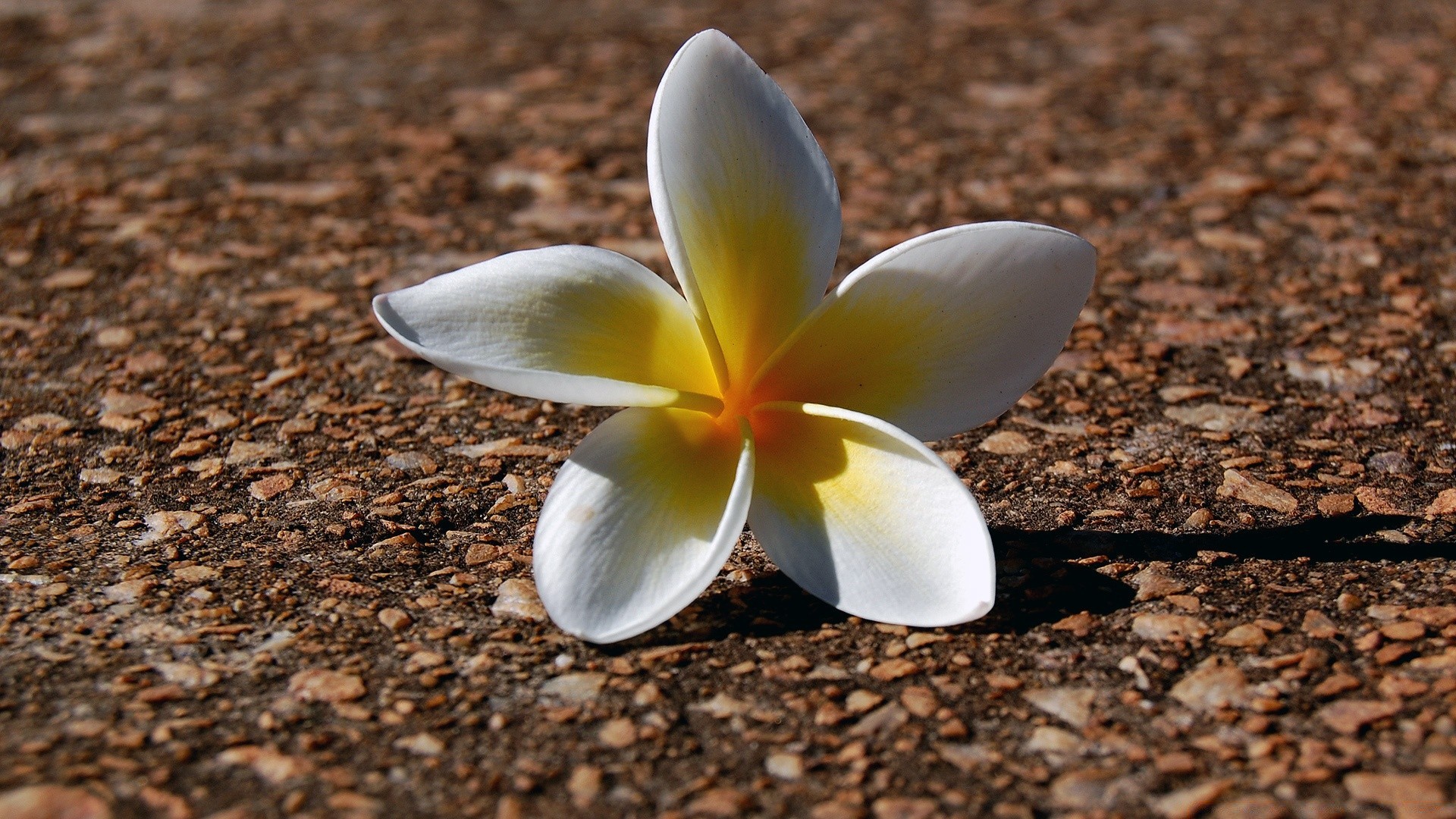 kwiaty natura kwiat tropikalny egzotyczny lato flora frangipani