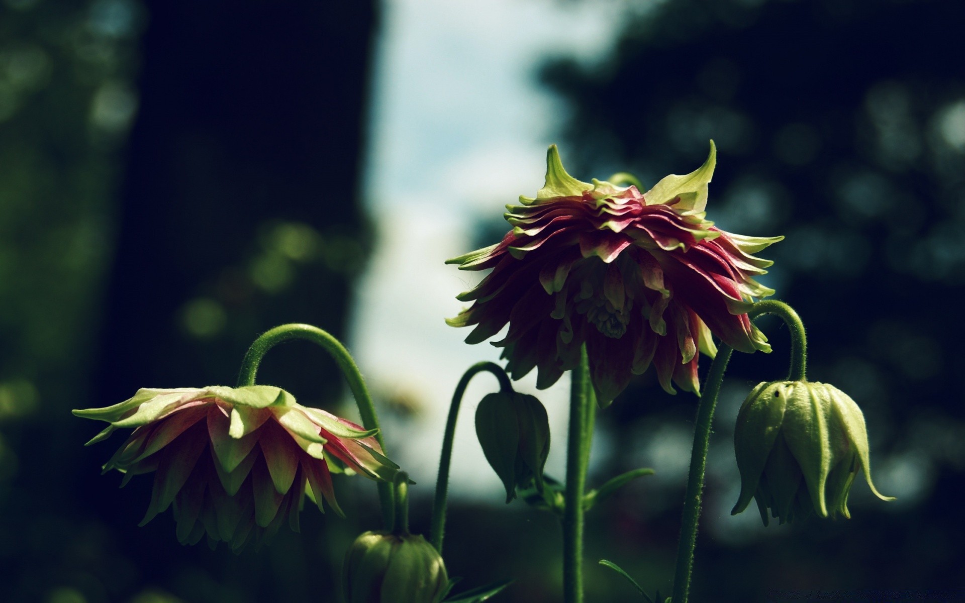 flowers flower nature garden flora leaf petal blooming outdoors summer floral close-up color beautiful head