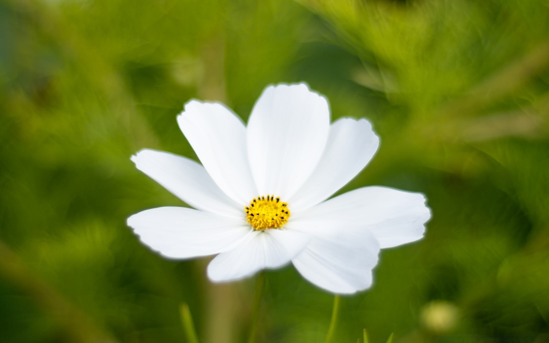 flowers nature flower summer flora leaf growth bright garden grass outdoors sun fair weather