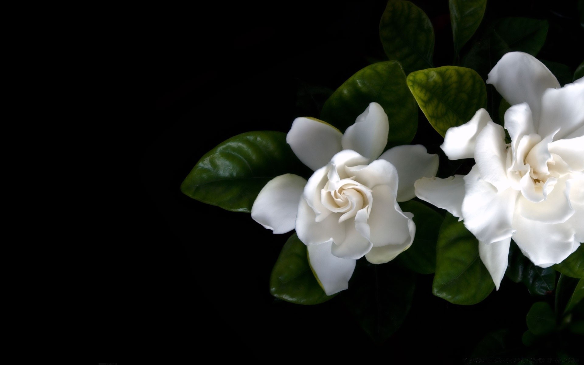 flowers flower leaf flora nature beautiful floral desktop color wedding garden petal decoration close-up blooming rose