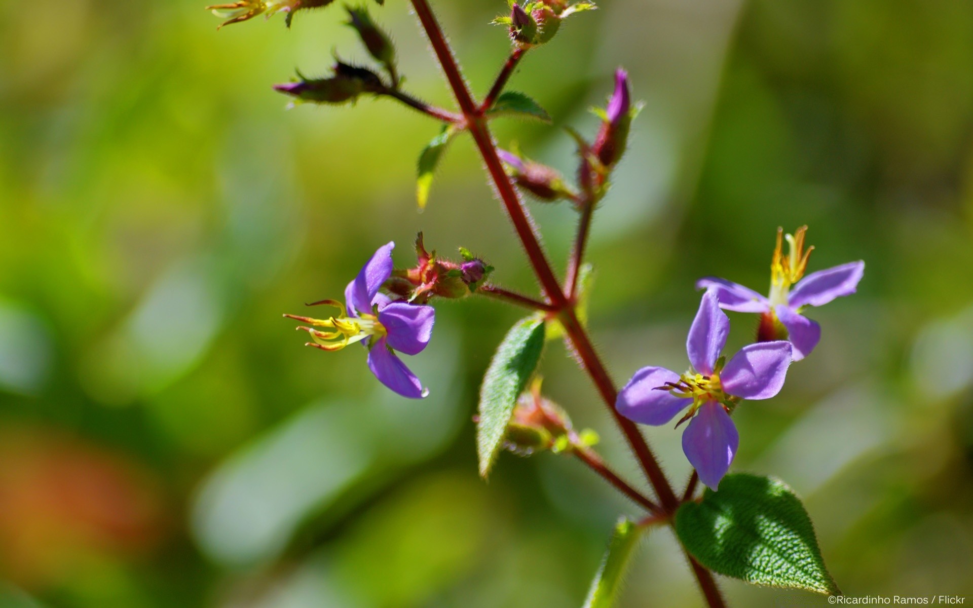 flowers nature flower leaf outdoors flora blur garden summer growth color