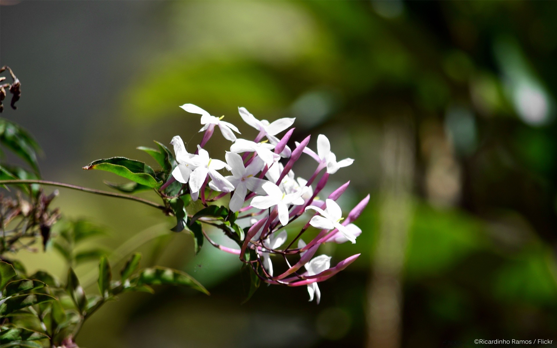 fleurs nature fleur feuille flore jardin arbre bluming belle pétale été croissance branche floral parc gros plan lumineux couleur à l extérieur arbuste