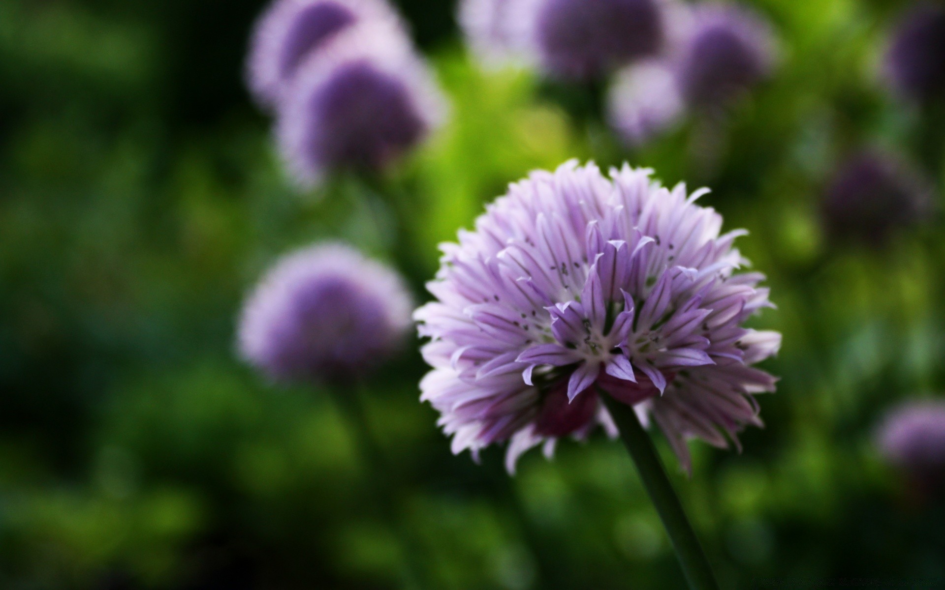 flowers flower nature flora summer garden blooming leaf petal field violet hayfield outdoors growth perennial grass season close-up floral bright