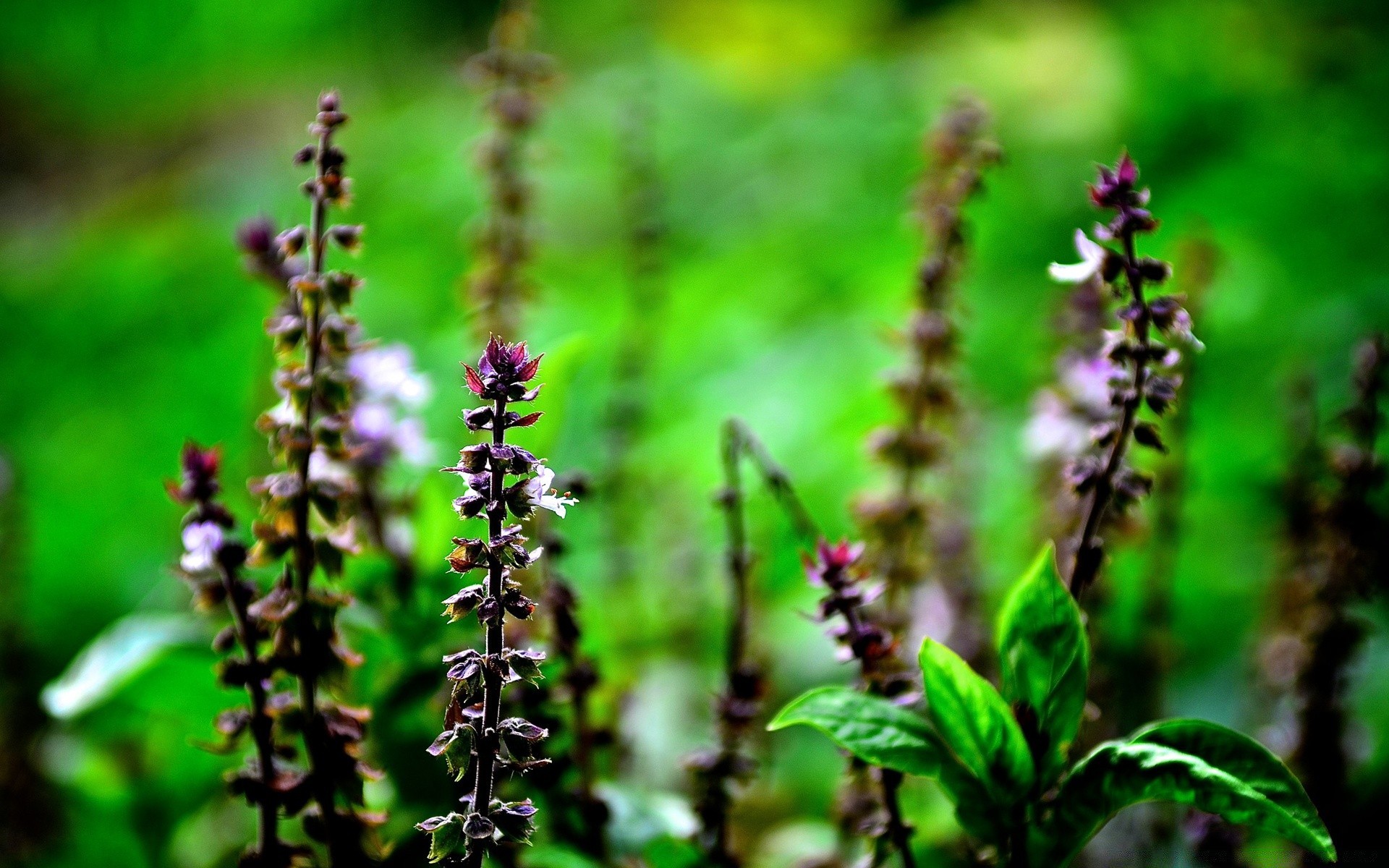 fleurs nature feuille flore fleur à base de plantes herbes médecine jardin à l extérieur été sauvage bluming floral herbe parfum saison croissance bois aromathérapie