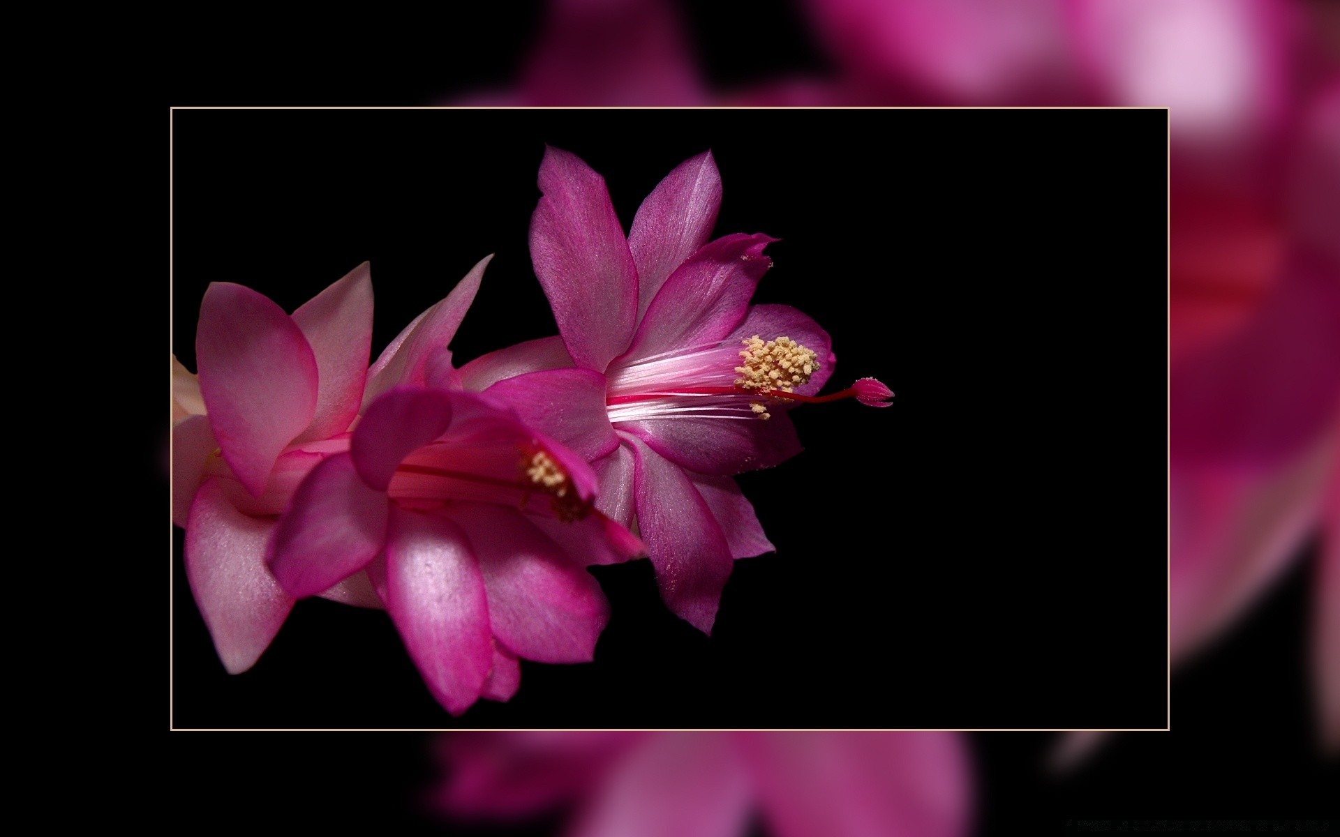 花 花 植物 自然 花瓣 美丽 花 盛开 叶 明亮 颜色