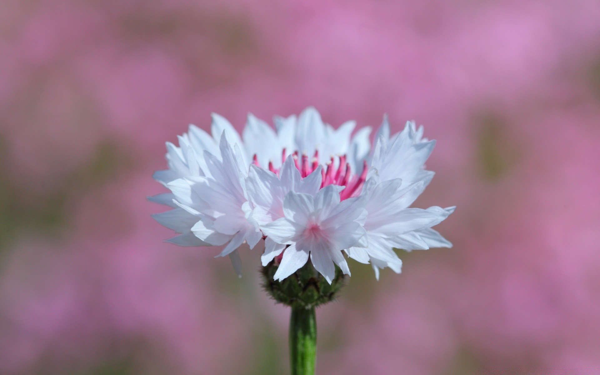 flowers nature flower flora summer outdoors leaf petal blooming garden bright floral growth field grass close-up fair weather season hayfield color