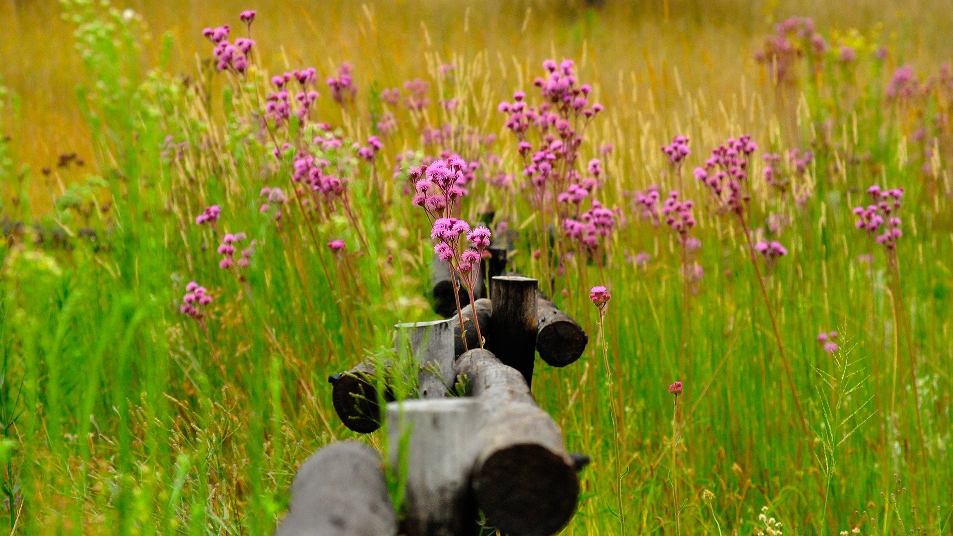 flowers flower grass nature summer hayfield outdoors field rural flora countryside wild growth garden blooming wildflower