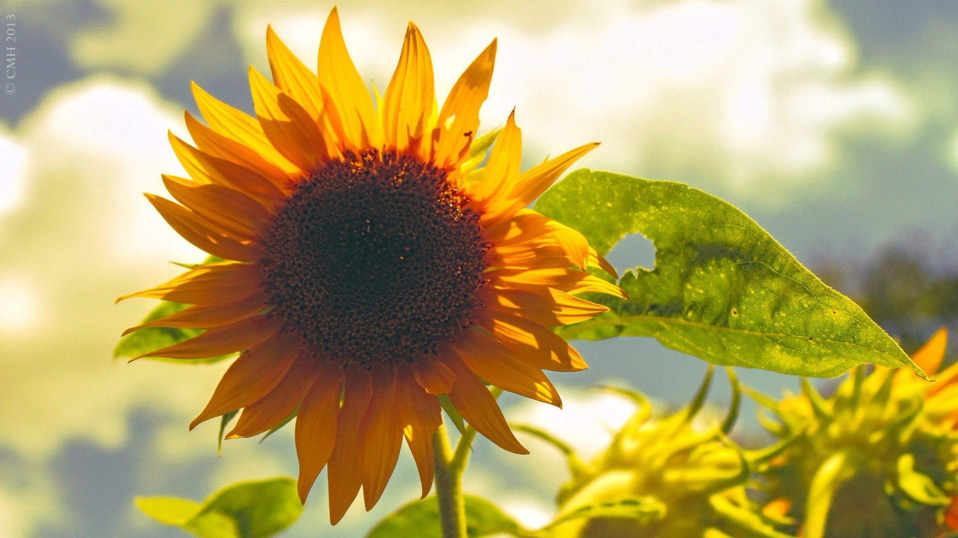 fleurs nature été flore feuille fleur beau temps soleil tournesol lumineux à l extérieur pétale jardin croissance gros plan saison champ