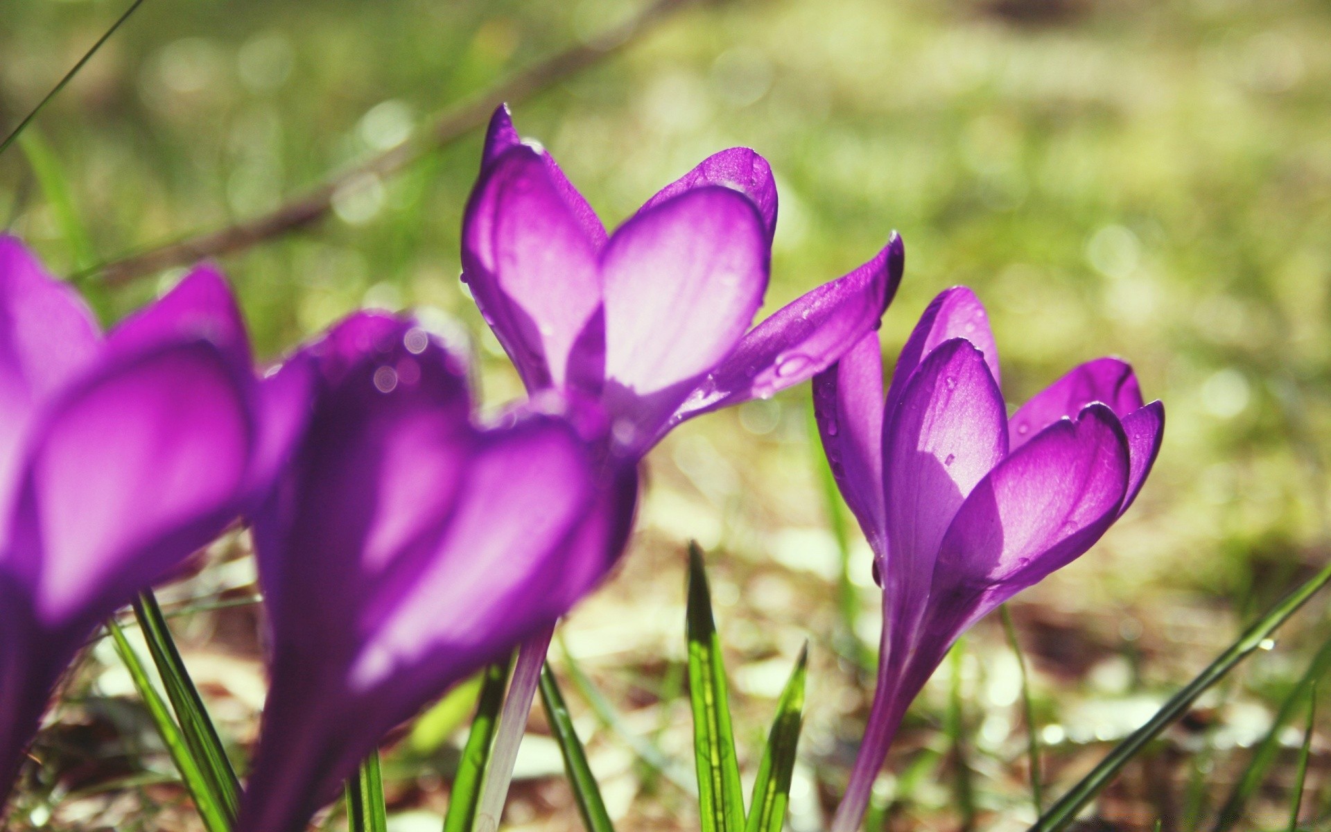 çiçekler çiçek doğa flora yaprak bahçe renk çiçeklenme taçyaprağı çiçek çimen parlak güzel violet büyüme yaz sezon park açık havada narin