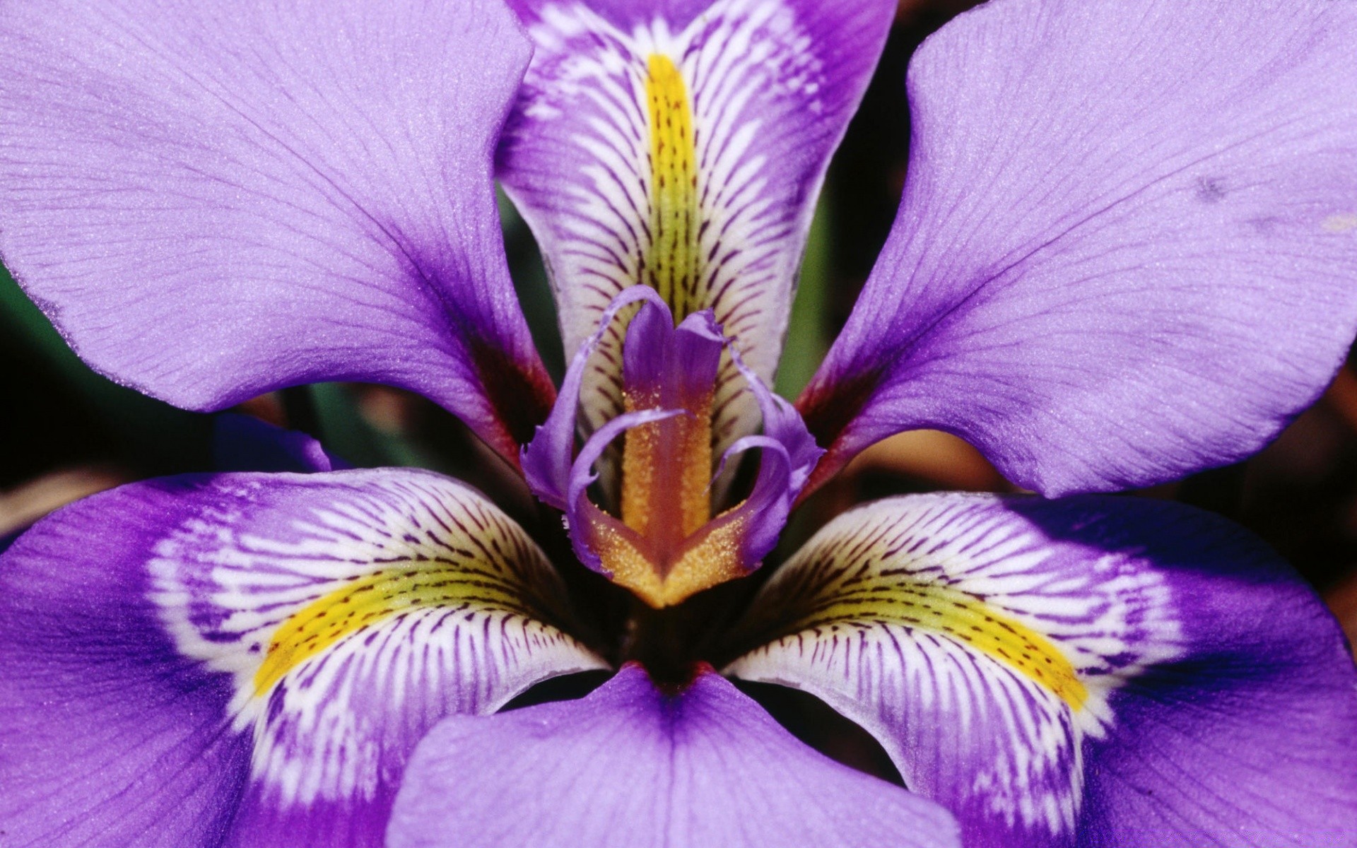 flowers nature flower flora color garden outdoors close-up bright petal summer