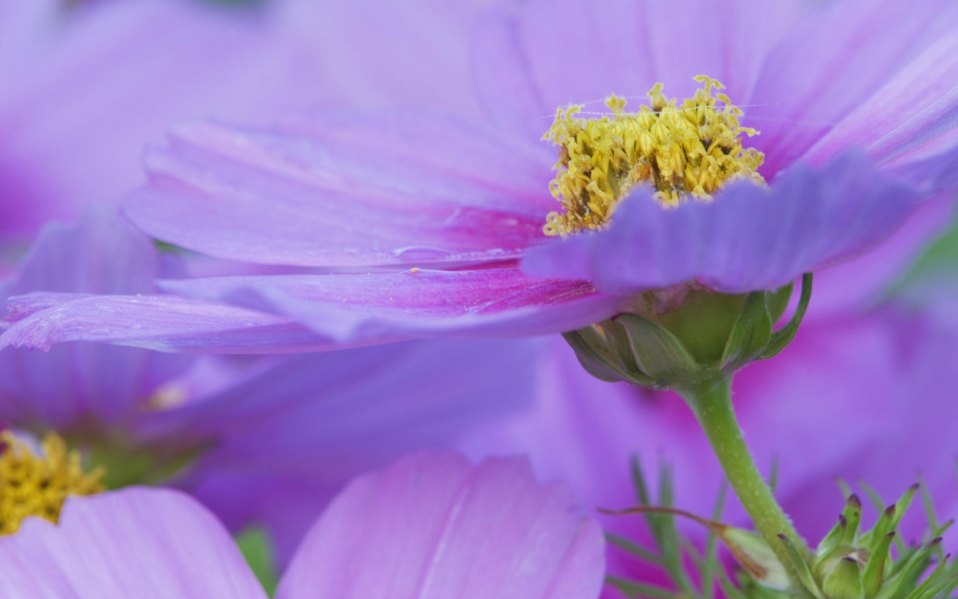 flowers nature flower summer flora garden leaf petal pollen color field outdoors close-up blooming bright growth wild violet blur hayfield