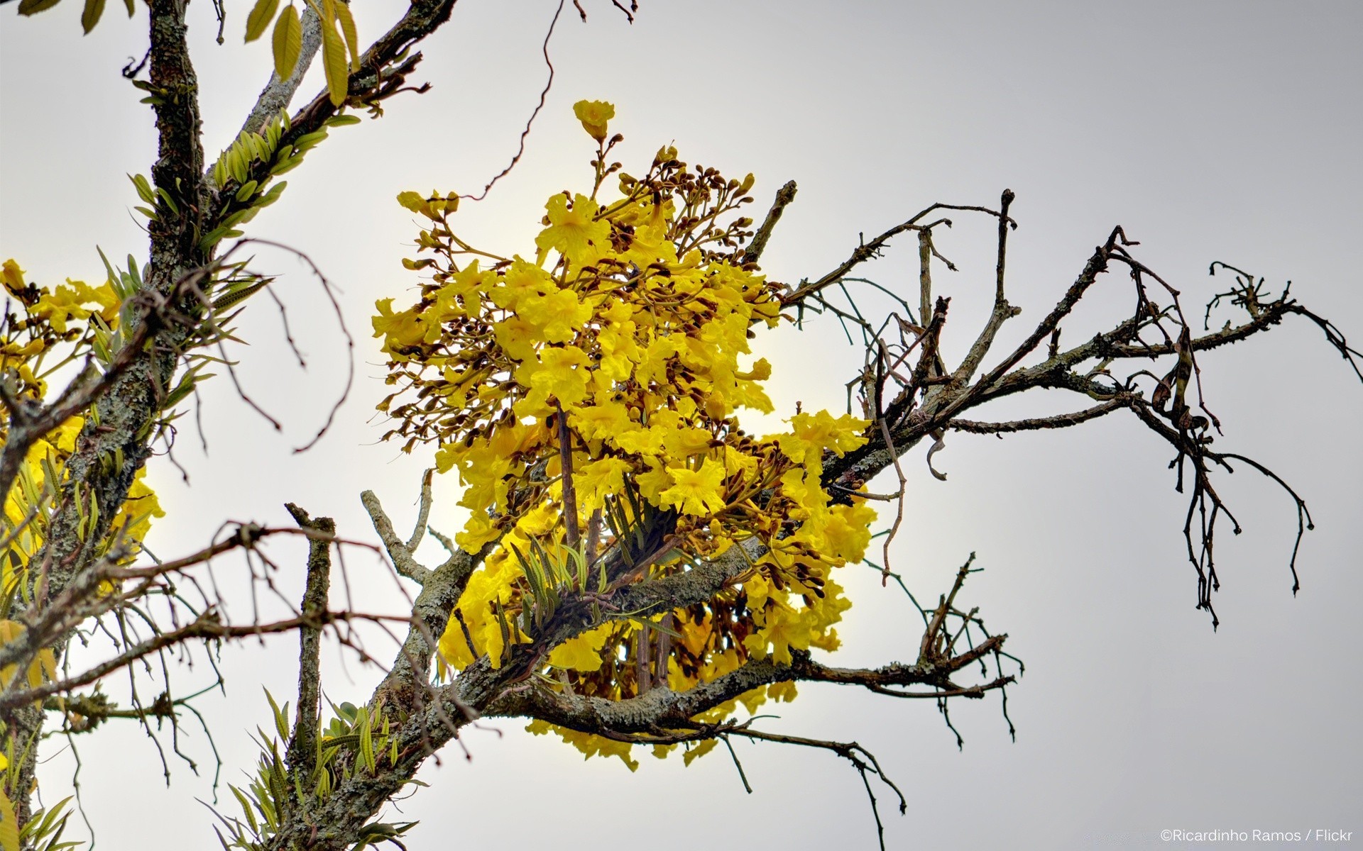 blumen baum zweig natur blatt saison flora im freien hell medium gutes wetter farbe wachstum holz himmel