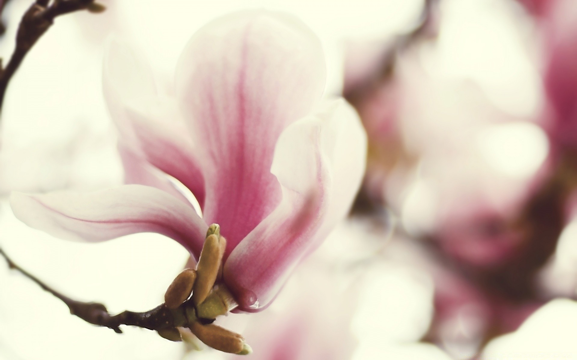 flowers flower nature flora leaf magnolia beautiful summer delicate bright garden petal easter color love floral growth bud blooming