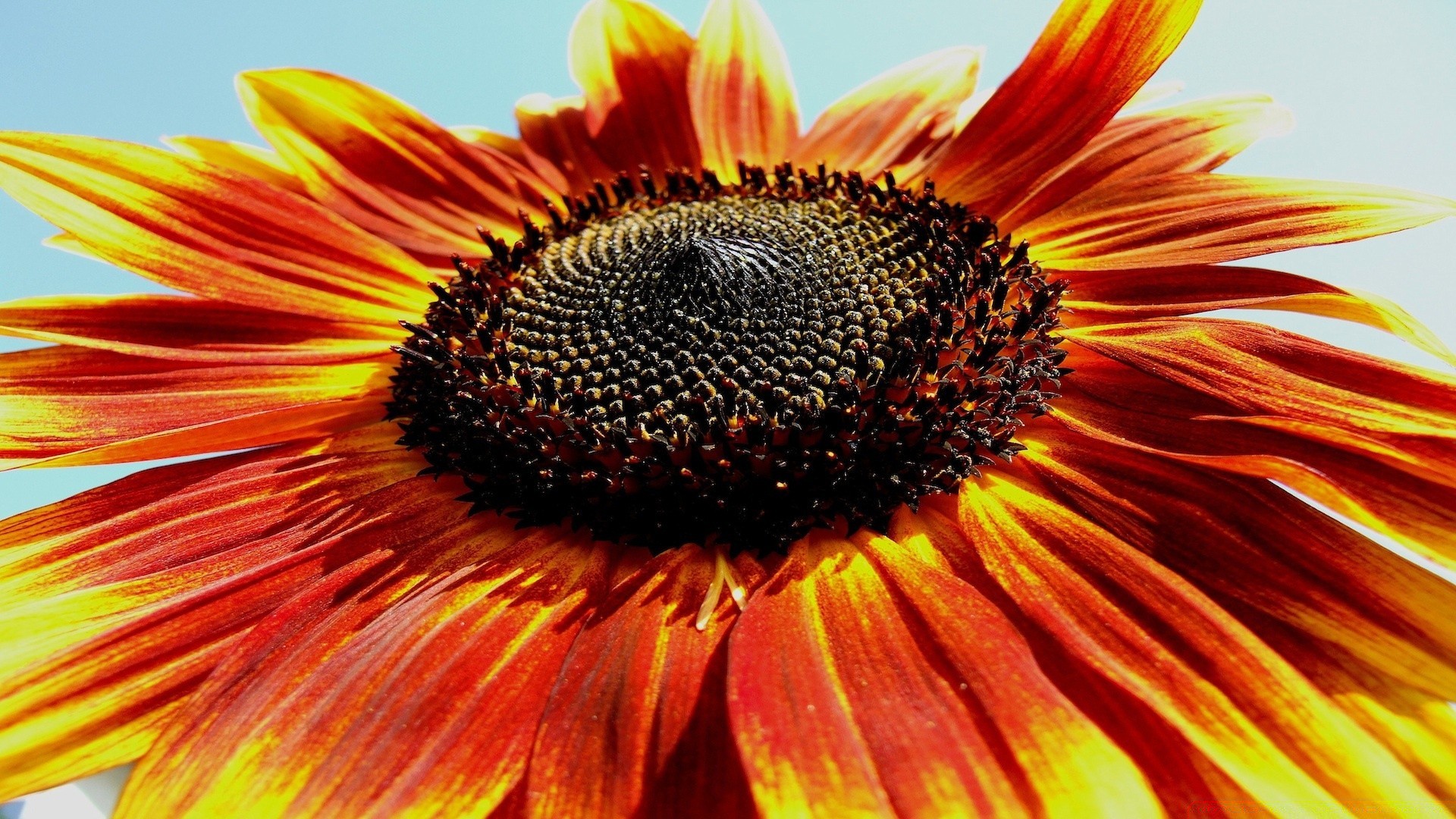 fleurs nature lumineux été fleur flore couleur belle gros plan pétale bureau