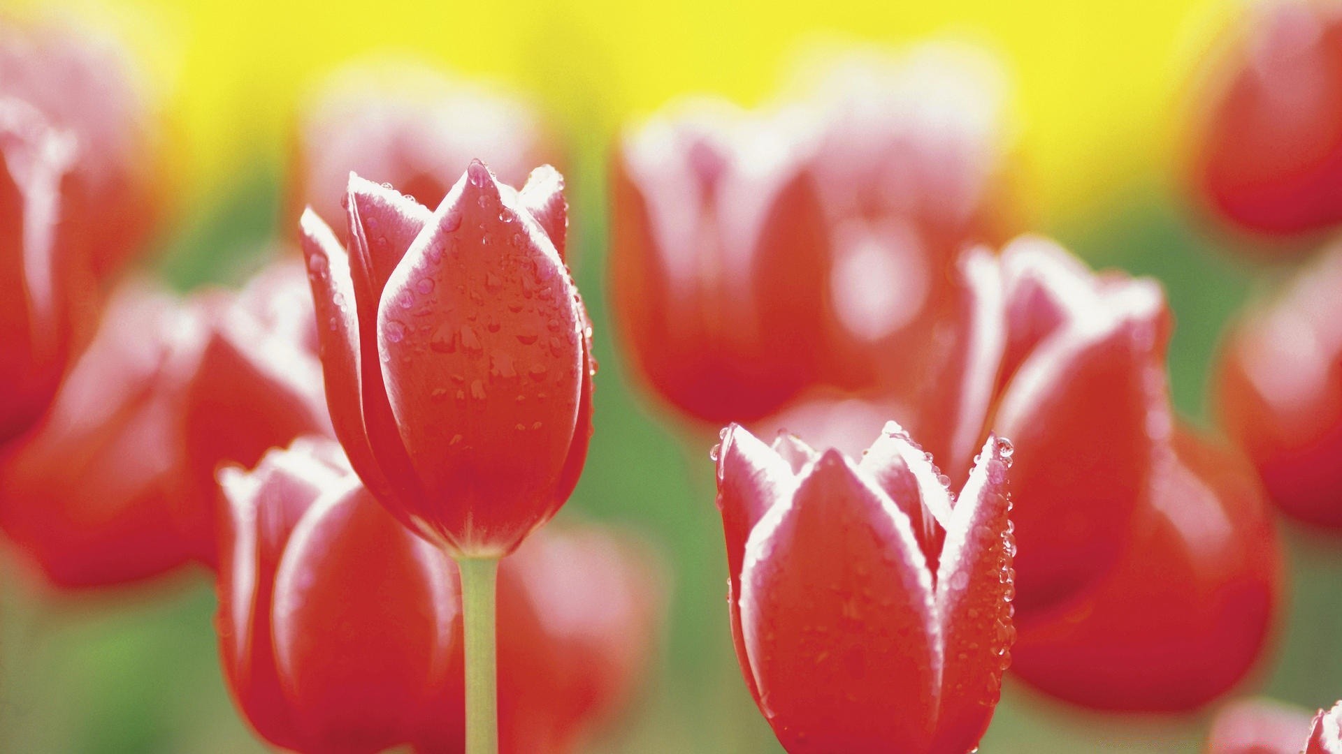 flowers tulip nature garden flower color summer leaf bright flora love