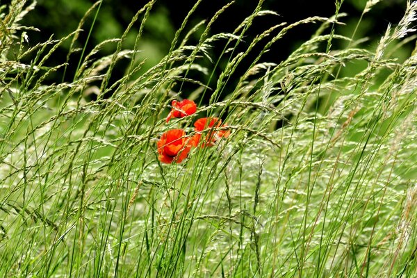 Come un simbolo di speranza tra le stesse piante