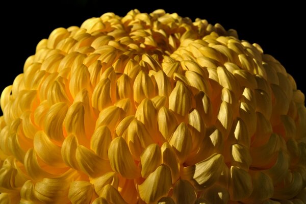 Gros plan de fleur de couleur jaune pour le bureau