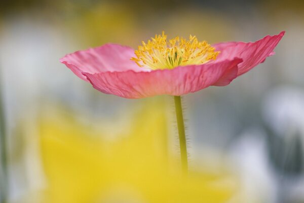 Flor rosa no caule acima