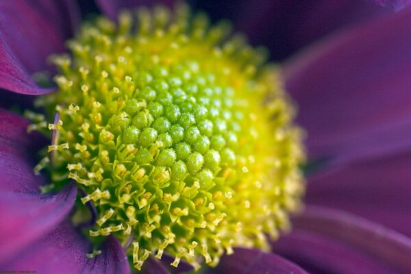 Flor púrpura primer plano