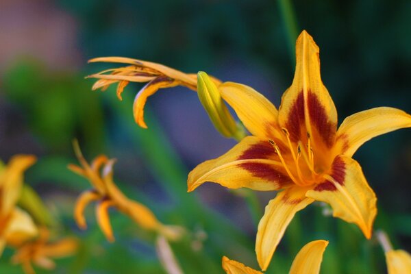 Sommerblumen. Die Natur. Flora