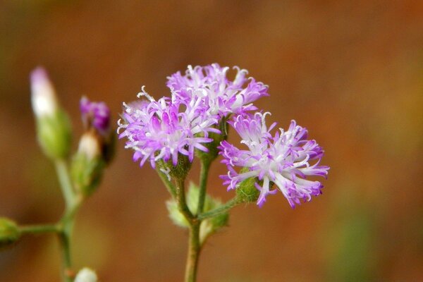 Fleurs violettes sur fond flou