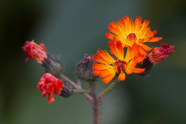 Insect on a flower in summer flora