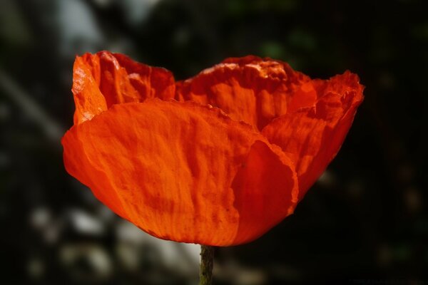 Flor fresca en forma de corazón