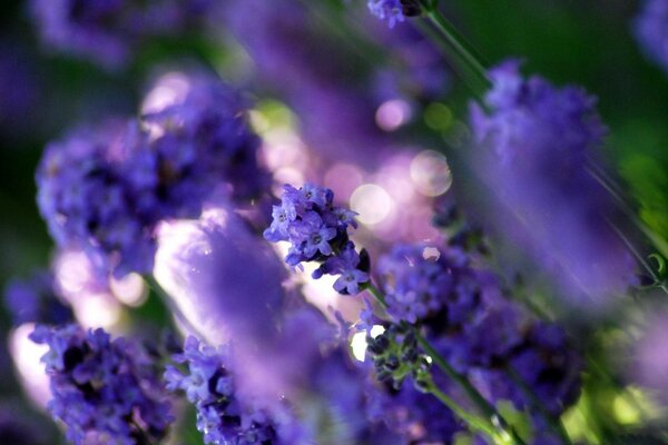 Lilac flowers at an angle on green