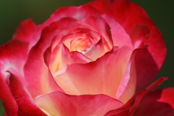 Flor roja hermosa rosa