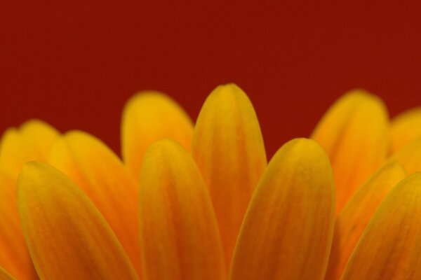 Fleur floue brillante dans la nature