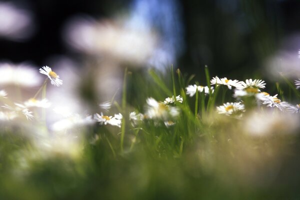 Verschwommenes Foto von Gras und Blumen