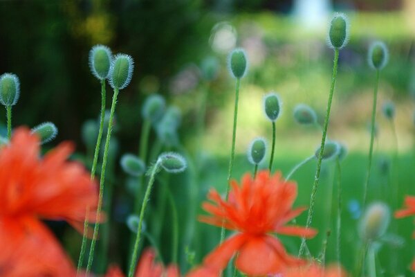 Coquelicots d été dans la Prairie