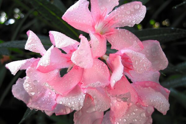 Belles fleurs roses dans la rosée