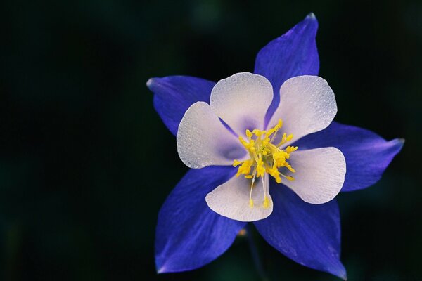 A flower as a medal for love merits