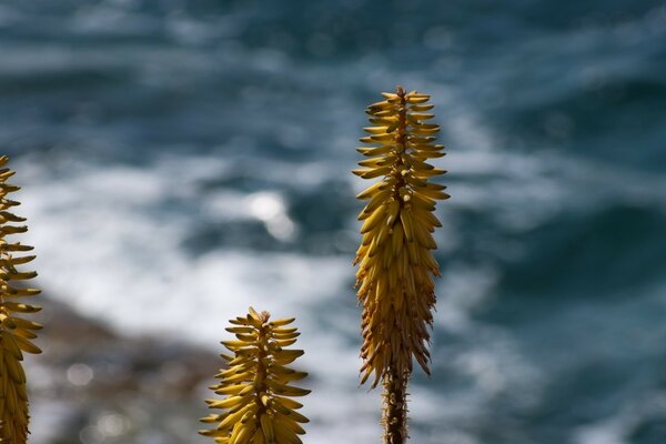 Plants near the sea look like palm trees