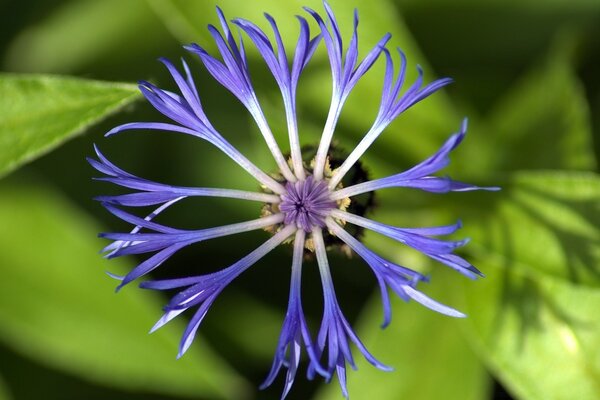 Wildlife. Cornflower under macro photography