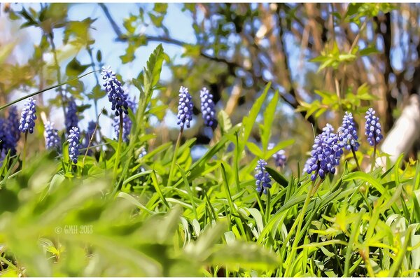 Purple irises in the thick grass