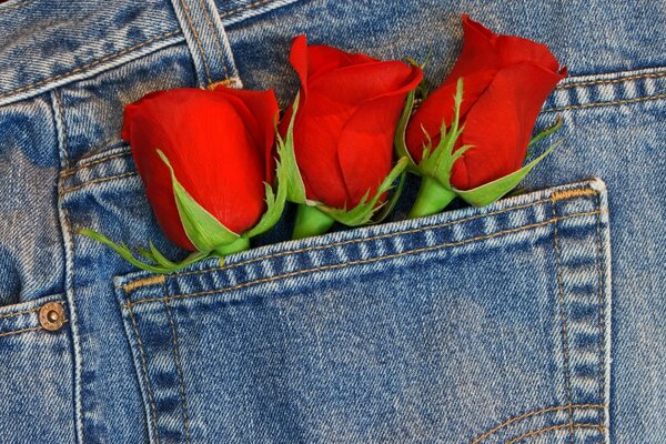 Drei rote Rosen in der Tasche