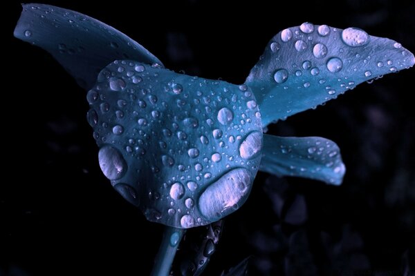 Gotas de orvalho EM UMA única flor