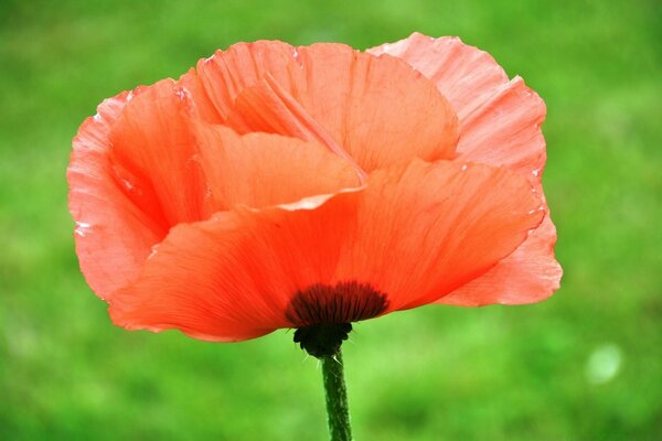 Summer season. Coral color. Poppy