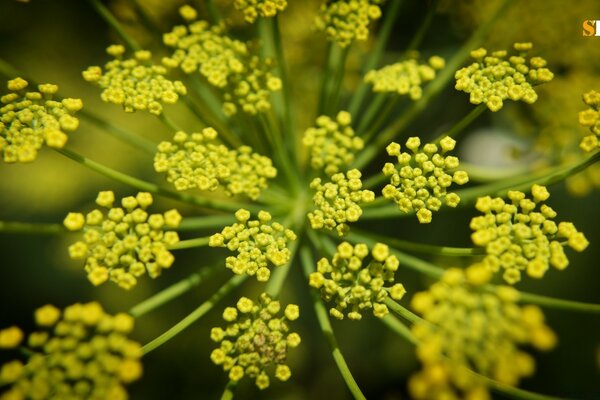 Summer juicy greenery close-up