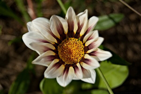 Frühling , eine blühende Blume unter der Sonne