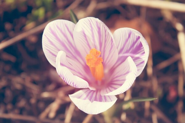 Bild einer Blume, die in der Natur blüht