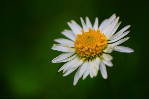 Fleur de camomille closeup