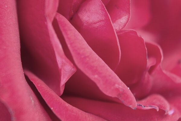 Rote Rose Schleim auf Hintergrund